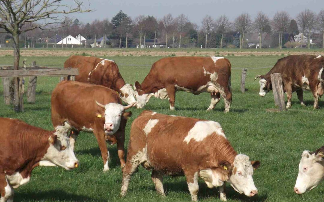 Der Weideauftrieb 2026 – eine Party